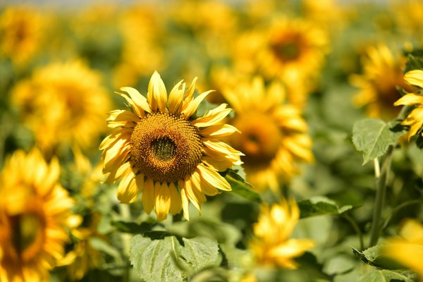 Où peut-on trouver une location de vacances en Écosse avec des cours de tissage et des visites de distilleries?